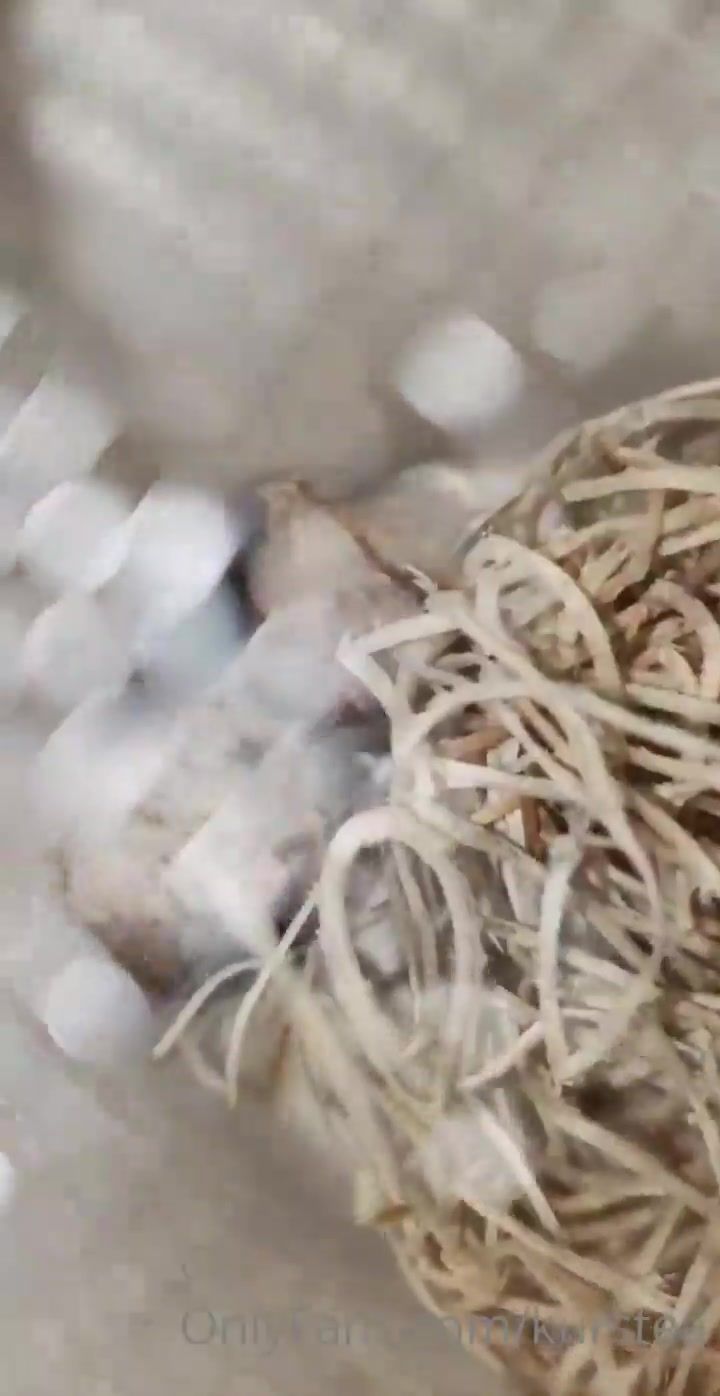 kurstea my praying mantis egg journey day 1 xxx onlyfans porn videos