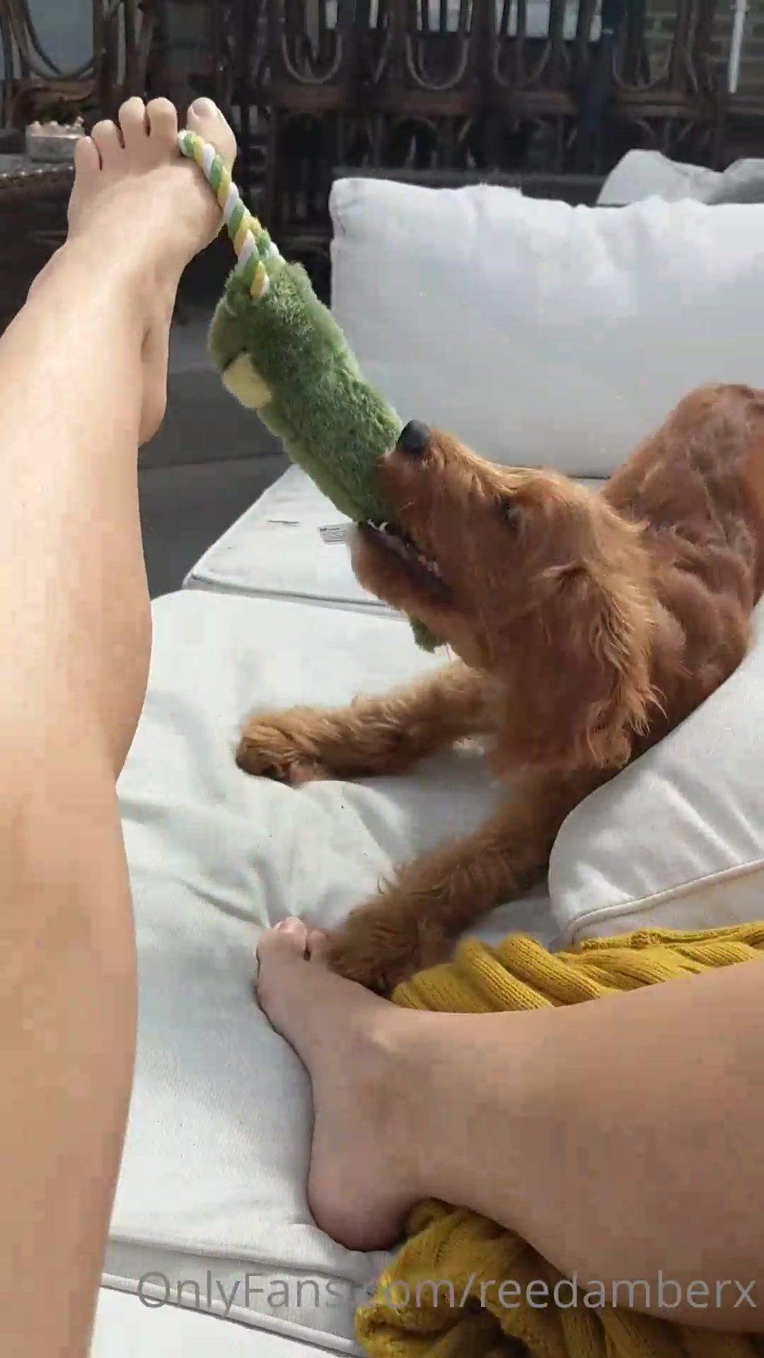 reedamberx playing footsie with the cute doggo axl who then later on sniffed my armpits and tried hi xxx onlyfans porn