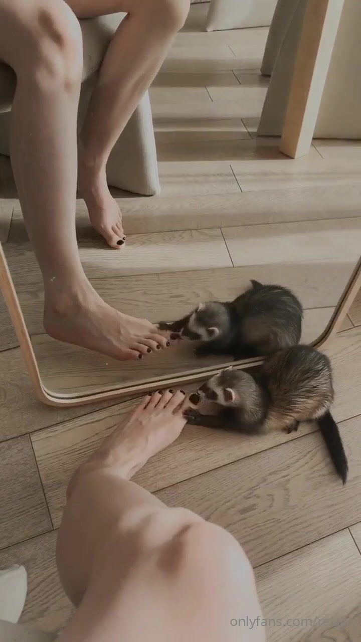 reislin Do you like my feet My ferret likes them too.